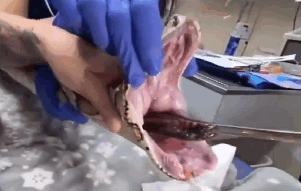 POTPUNO NEVEROVATNO! Tim veterinara spašavao PITONA, PA IZ NJEGA IZVUKLI OGROMNO ĆEBE i prilično se NAMUČILI! (VIDEO)  